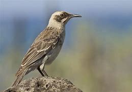 Image result for Galapagos Mockingbird