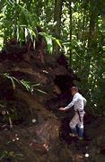 Image result for Tropical Soil