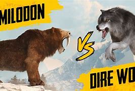 Image result for Aelurodon vs Dire Wolf