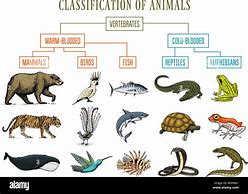 Image result for Reptile Taxonomy Chart