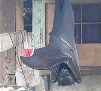 Image result for Megabat