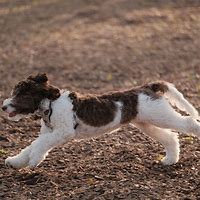 Image result for Brown and White Goldendoodle