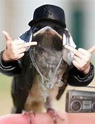 Image result for Gangsta Big Bird