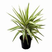 Image result for Yugao Plants