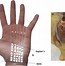 Image result for Flexor Retinaculum of the Hand Function