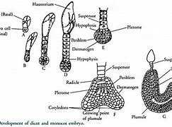 Image result for Development of Dicot Embryo Flowchart