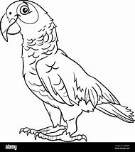 Image result for Parrot Bird Clip Art Black and White