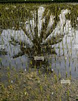 Image result for Rice Paddy Reflection