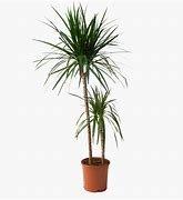 Image result for Dracena Multi