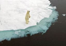 Image result for Polar Bear Global Warming