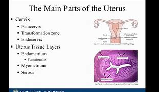 Image result for Uteres Histology