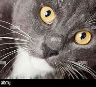 Image result for Grey House Cat