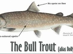 Image result for Bull Trout