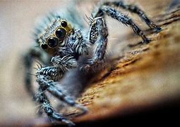 Image result for 4 Eyed Spider