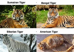 Image result for Funny Big Cats