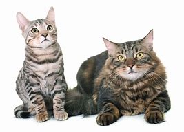 Image result for Bengal Maine Coon Cat