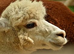 Image result for lama animal habitat