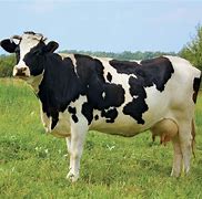 Image result for Friesian Cow On the Beach