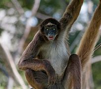 Image result for Spider Monkey Feet