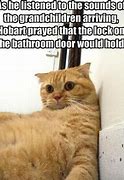 Image result for Funny Cat Hiding