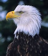 Image result for Eagle Portrait