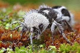 Image result for The Panda Ant