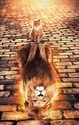 Image result for Cat Lion Reflection