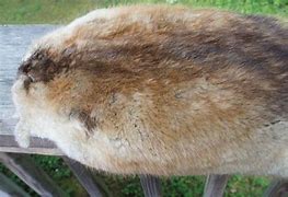 Image result for Muskrat Pelt