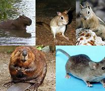 Image result for Rodent Family Tree