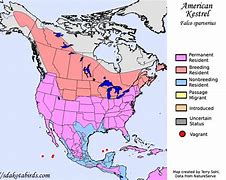 Image result for American Kestrel Hunt