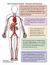 Image result for Structure of the Circulatory System Humans