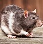 Image result for Fancy Rat