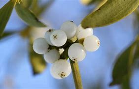 Image result for Mistletoe Plant