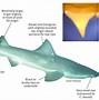 Image result for Speartooth Shark