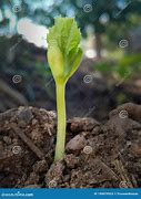 Image result for Two Cotyledons