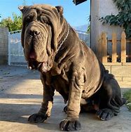 Image result for Neapolitan Mastiff Next to Human