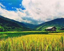 Image result for Chinese Paddy Fields