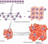 Image result for Protein Assembly