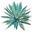 Image result for Agave PNG