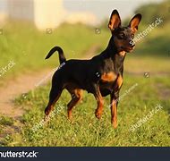 Image result for Miniature Pinscher