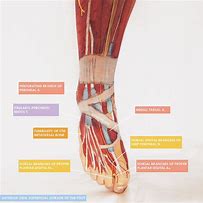 Image result for Dorsum Foot Anatomy