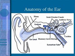 Image result for Parts of the Ear Hammer Anvil Stirrup