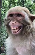 Image result for Funny Monkey Images. Free