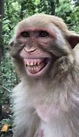 Image result for Hilarious Monkey Pictures