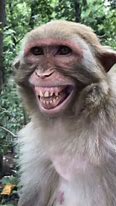 Image result for Funny Monkey Love