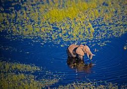 Image result for Okavango Inland Delta