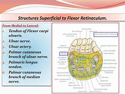 Image result for Structures Under Flexor Retinaculum of Hand