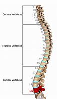 Image result for L5 Lumbar Vertebrae