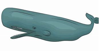 Image result for Sperm Whale Art