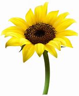 Image result for Sunflower Image Clip Art No Background